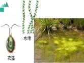 3.1.1藻类、苔藓和蕨类植物课件PPT