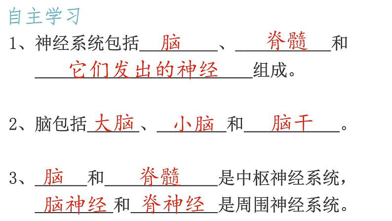 6.2  神经系统的组成课件PPT第4页