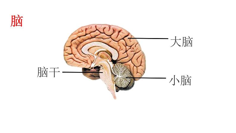 6.2  神经系统的组成课件PPT第7页