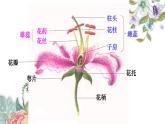 7.1.1植物的生殖课件PPT