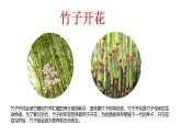 7.1.1 植物的生殖（课件带教案学案同步作业）2022-2023学年八年级下册生物同步备课系列（人教版）