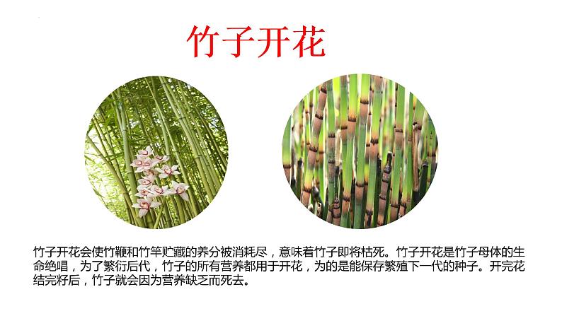 7.1.1 植物的生殖（课件带教案学案同步作业）2022-2023学年八年级下册生物同步备课系列（人教版）05