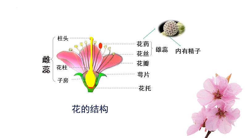 7.1.1 植物的生殖（课件带教案学案同步作业）2022-2023学年八年级下册生物同步备课系列（人教版）08