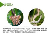 7.1.2 昆虫的生殖和发育（课件带教案学案同步作业）2022-2023学年八年级下册生物同步备课系列（人教版）