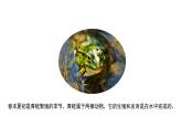 7.1.3 两栖动物的生殖和发育（课件带教案学案同步作业）2022-2023学年八年级下册生物同步备课系列（人教版）