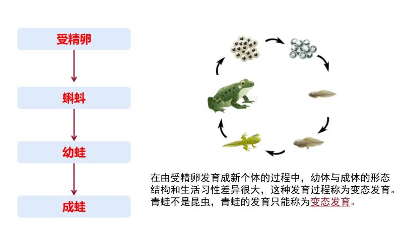 7.1.3 两栖动物的生殖和发育（课件带教案学案同步作业）2022-2023学年八年级下册生物同步备课系列（人教版）08