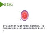 7.2.2 基因在亲子代间的传递（课件带教案学案同步作业） 八年级下册生物同步备课系列（人教版）