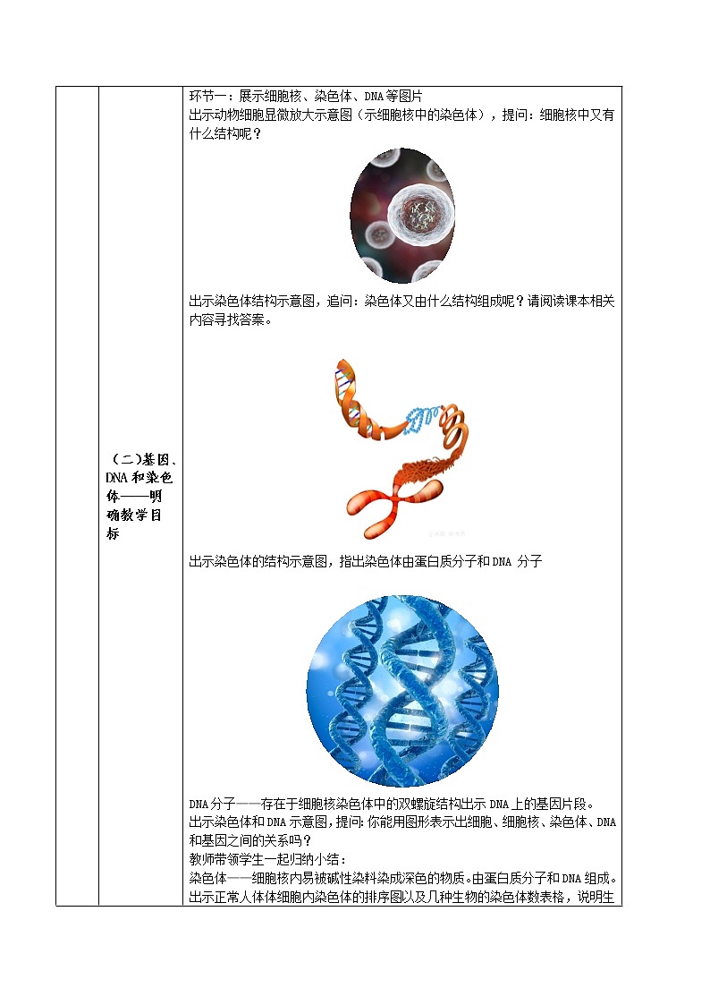 7.2.2 基因在亲子代间的传递（课件带教案学案同步作业） 八年级下册生物同步备课系列（人教版）02