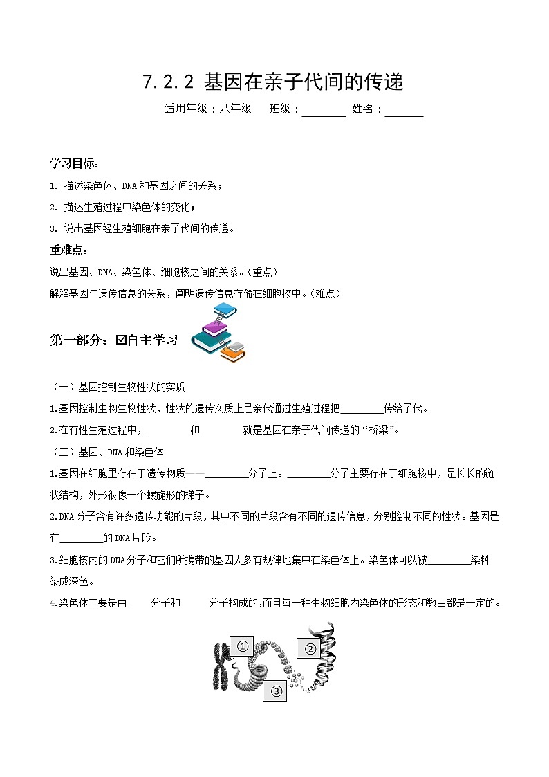 7.2.2 基因在亲子代间的传递（课件带教案学案同步作业） 八年级下册生物同步备课系列（人教版）01