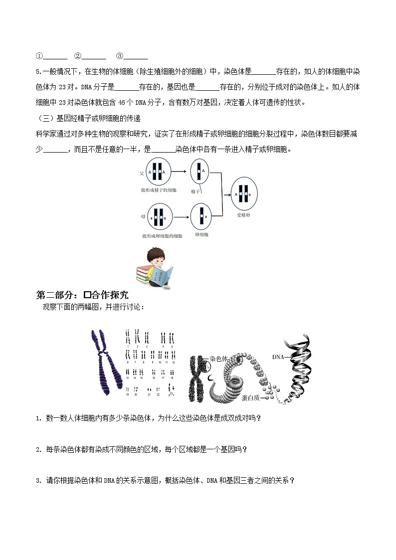 7.2.2 基因在亲子代间的传递（课件带教案学案同步作业） 八年级下册生物同步备课系列（人教版）02