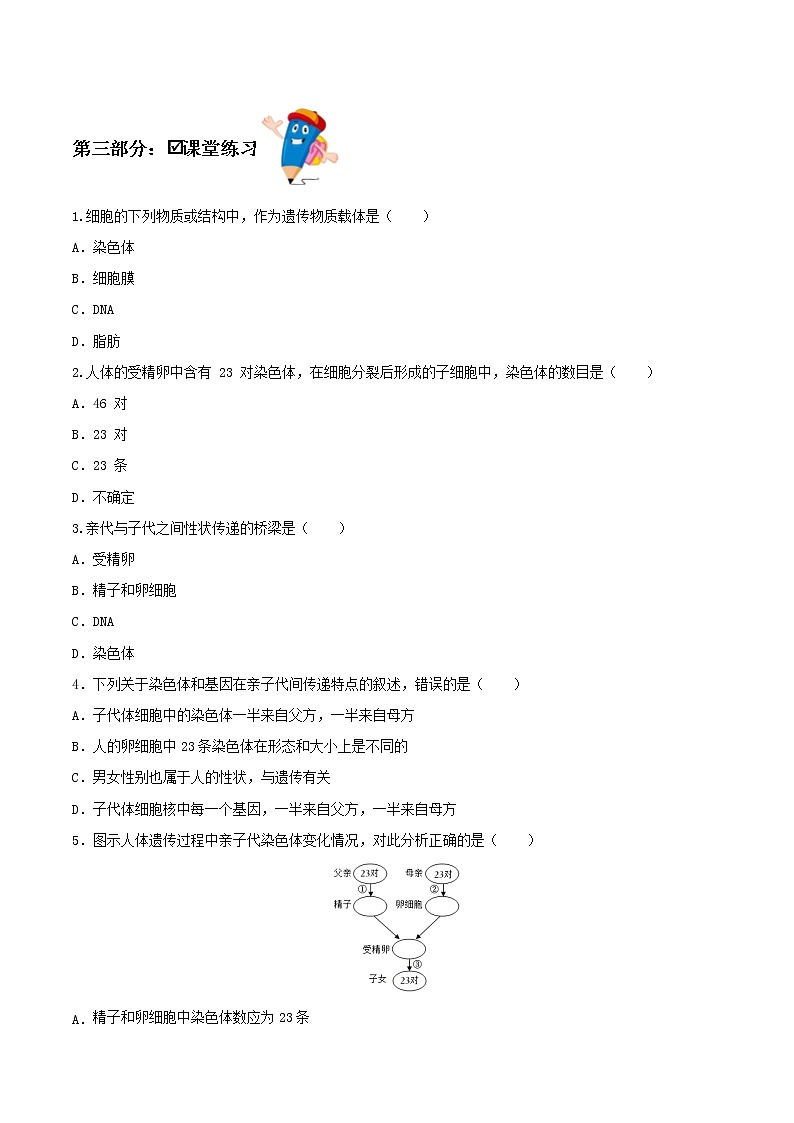 7.2.2 基因在亲子代间的传递（课件带教案学案同步作业） 八年级下册生物同步备课系列（人教版）03