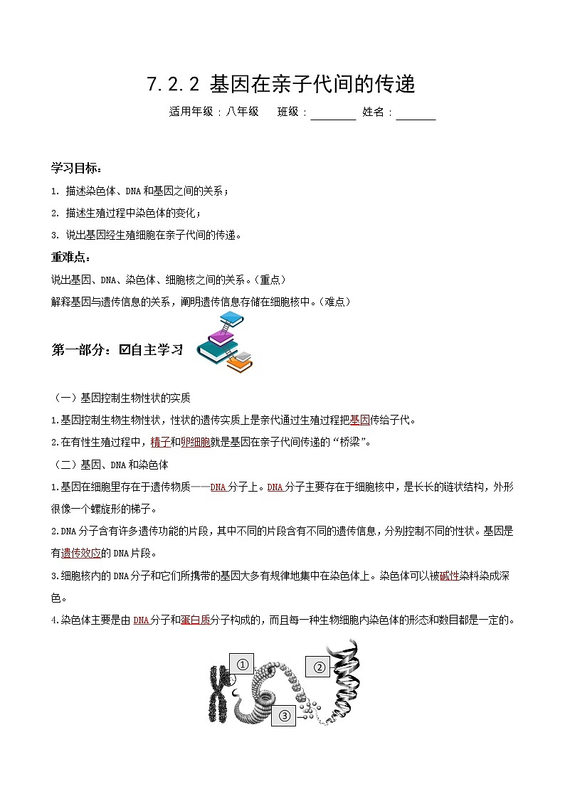 7.2.2 基因在亲子代间的传递（课件带教案学案同步作业） 八年级下册生物同步备课系列（人教版）01