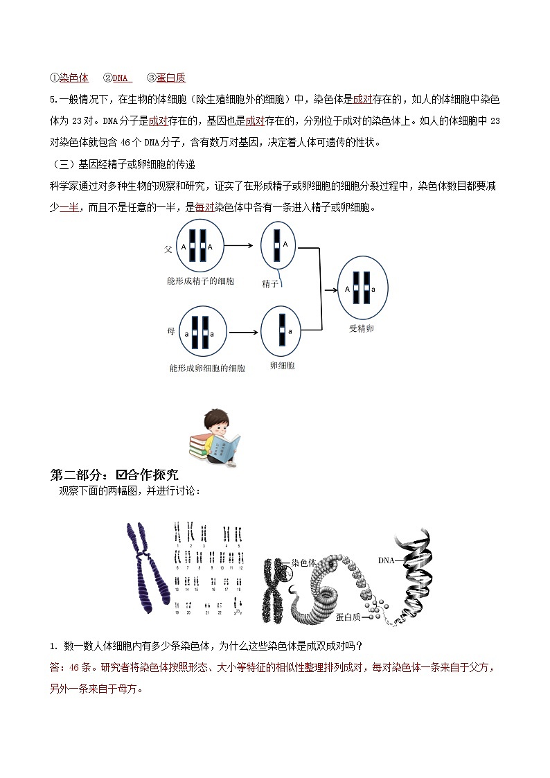 7.2.2 基因在亲子代间的传递（课件带教案学案同步作业） 八年级下册生物同步备课系列（人教版）02