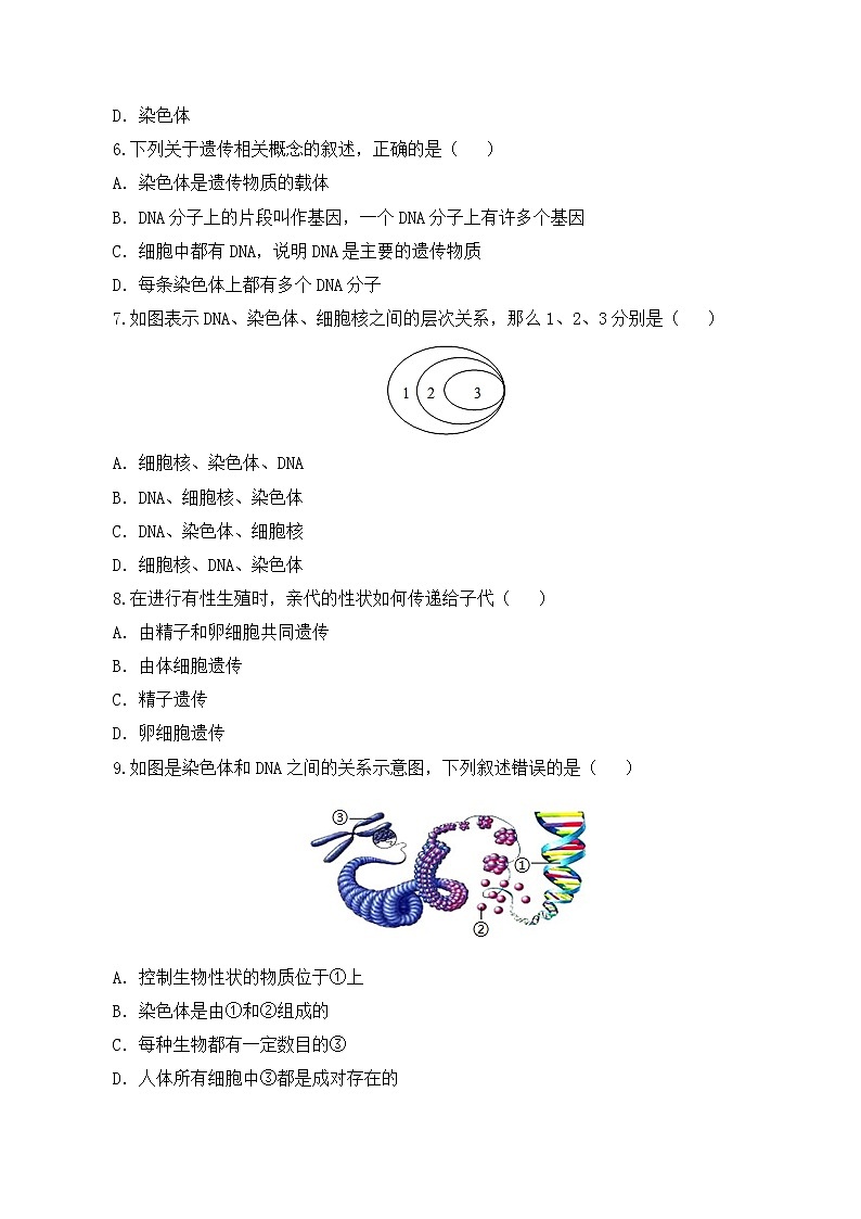 7.2.2 基因在亲子代间的传递（课件带教案学案同步作业） 八年级下册生物同步备课系列（人教版）02