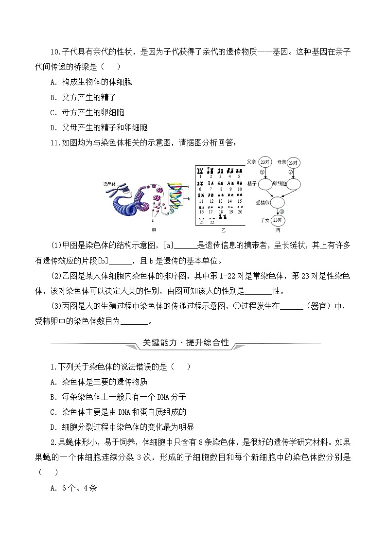 7.2.2 基因在亲子代间的传递（课件带教案学案同步作业） 八年级下册生物同步备课系列（人教版）03