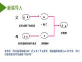 7.2.3 基因的显性和隐性（课件带教案学案同步作业）2022-2023学年八年级下册生物同步备课系列（人教版）