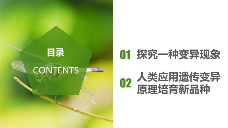 7.2.5 生物的变异（课件带教案学案同步作业）2022-2023学年八年级下册生物同步备课系列（人教版）02