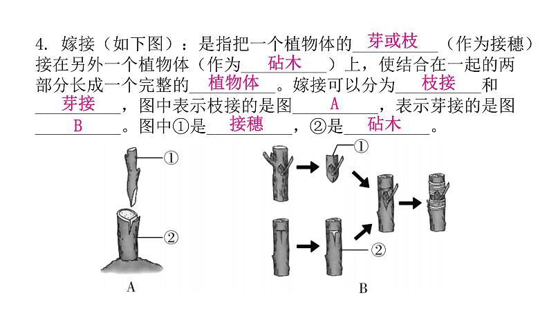 人教版八年级生物下册第一节植物的生殖课件第7页