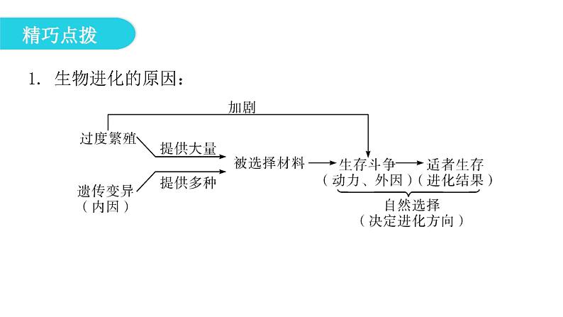 人教版八年级生物下册第三节生物进化的原因课件07