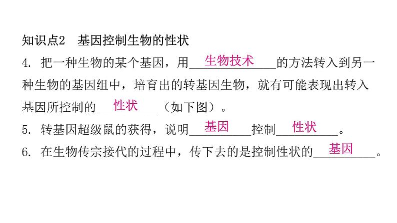 人教版八年级生物下册第一节基因控制生物的性状课件第6页