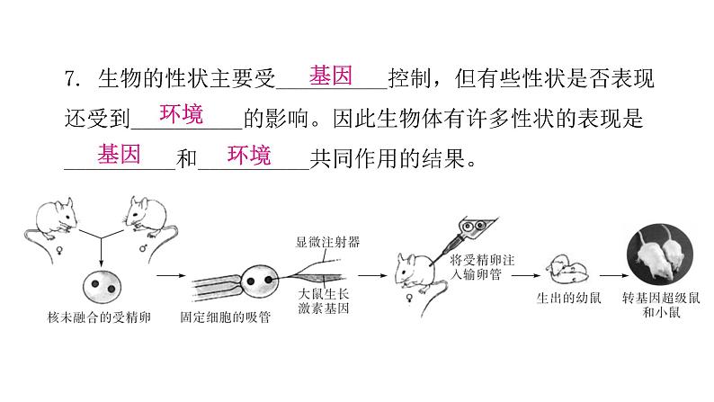 人教版八年级生物下册第一节基因控制生物的性状课件第7页