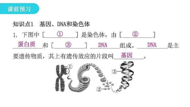 人教版八年级生物下册第二节基因在亲子代间的传递课件05