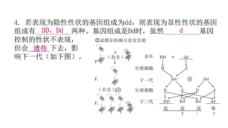 人教版八年级生物下册第三节基因的显性和隐性课件第6页