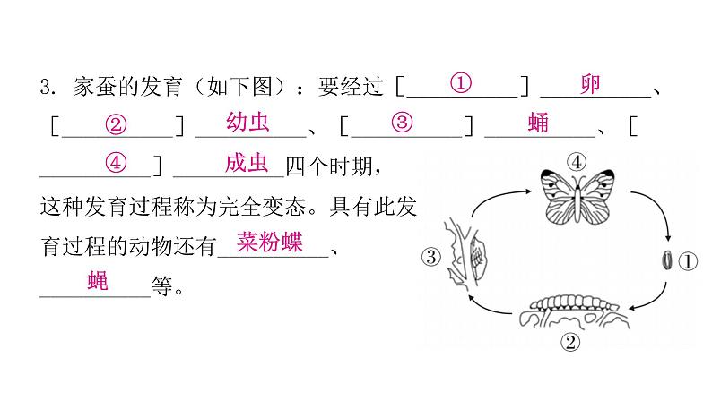 人教版八年级生物下册第二节昆虫的生殖和发育课件第6页