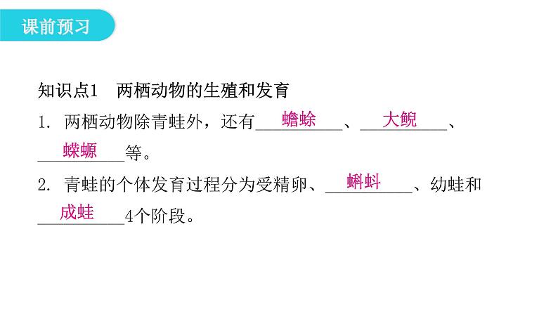 人教版八年级生物下册第三节两栖动物的生殖和发育课件05