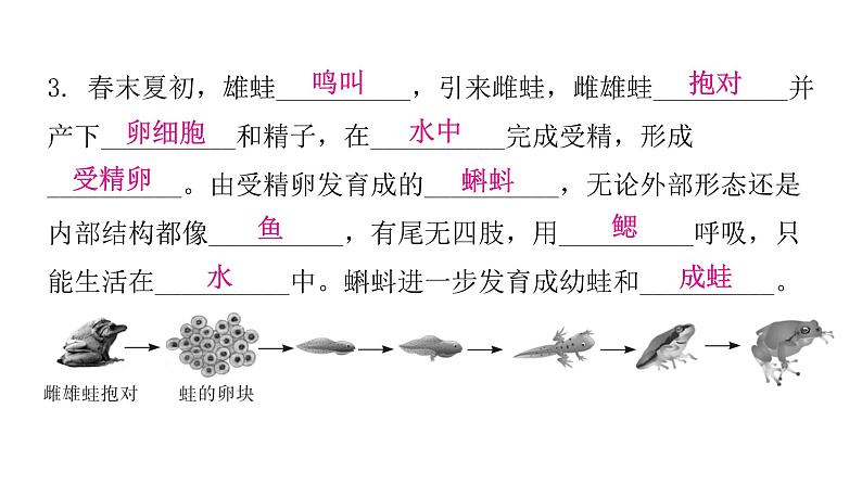 人教版八年级生物下册第三节两栖动物的生殖和发育课件06