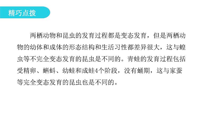 人教版八年级生物下册第三节两栖动物的生殖和发育课件08