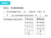 人教版八年级生物下册第四节人的性别遗传课件