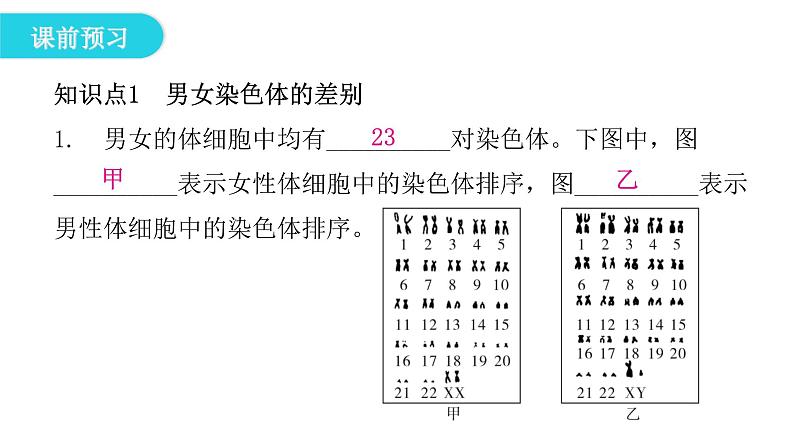 人教版八年级生物下册第四节人的性别遗传课件第5页