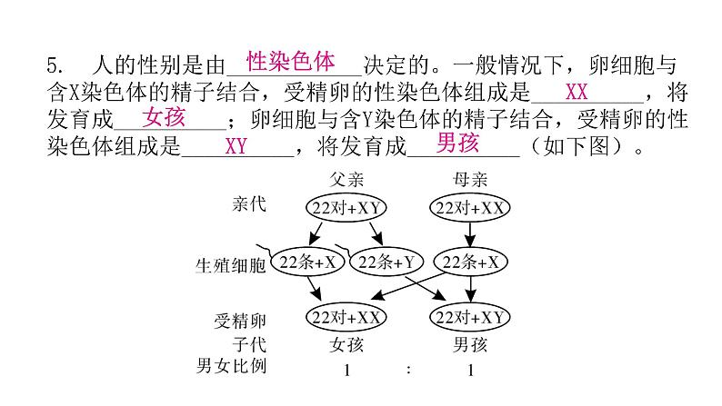 人教版八年级生物下册第四节人的性别遗传课件第8页