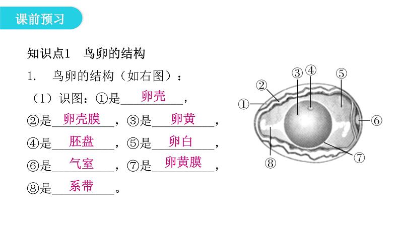 人教版八年级生物下册第四节鸟的生殖和发育课件05