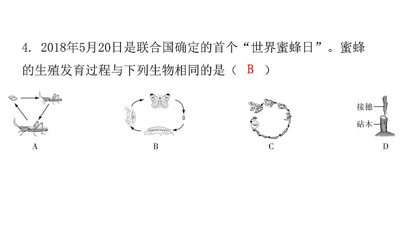 人教版八年级生物下册期末水平测试卷课件06