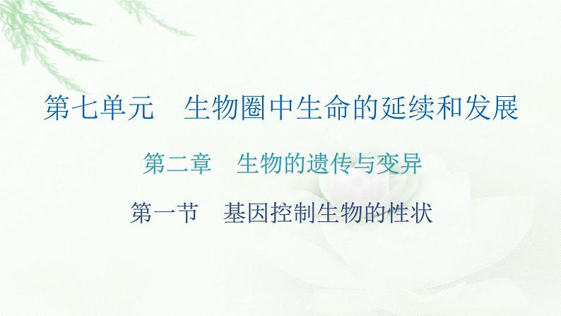 人教版八年级生物下册第一节基因控制生物的性状课后作业课件02