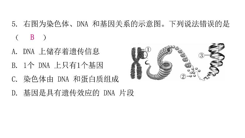 人教版八年级生物下册第二节基因在亲子代间的传递课后作业课件第7页