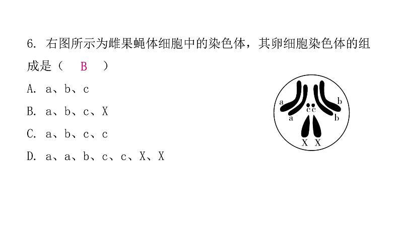 人教版八年级生物下册第二节基因在亲子代间的传递课后作业课件第8页