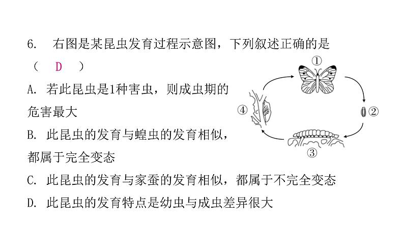 人教版八年级生物下册第二节昆虫的生殖和发育课后作业课件第8页