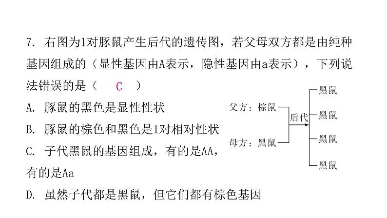 人教版八年级生物下册第三节基因的显性和隐性课后作业课件08