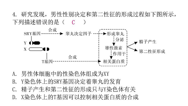 人教版八年级生物下册第四节人的性别遗传课后作业课件06