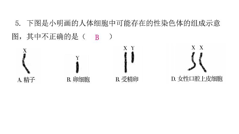 人教版八年级生物下册第四节人的性别遗传课后作业课件07