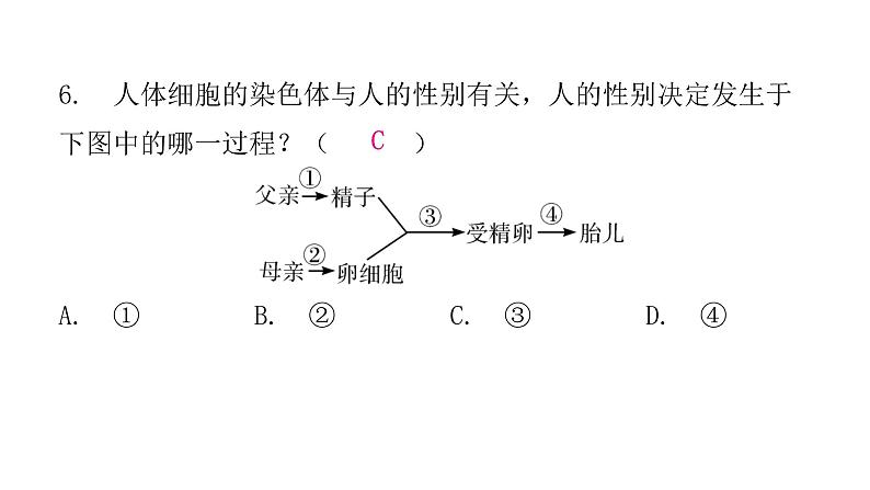 人教版八年级生物下册第四节人的性别遗传课后作业课件08