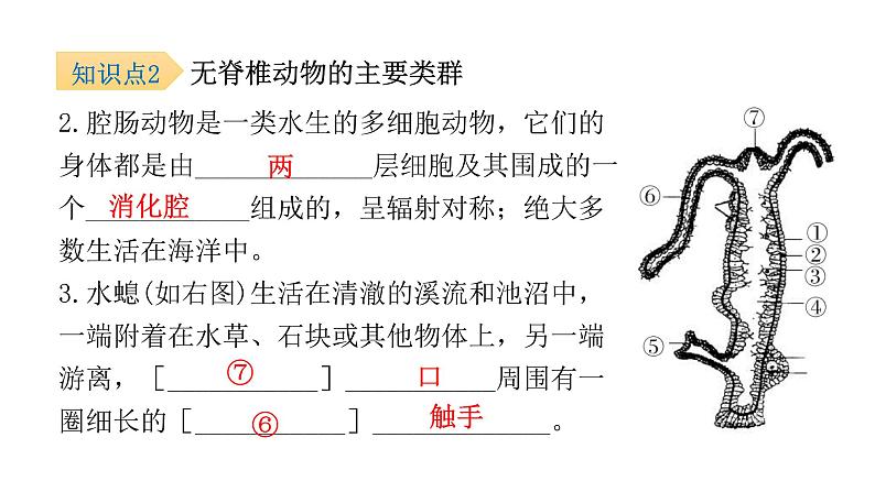 北师大版八年级生物下册第4节动物的主要类群第1课时无脊椎动物课件06