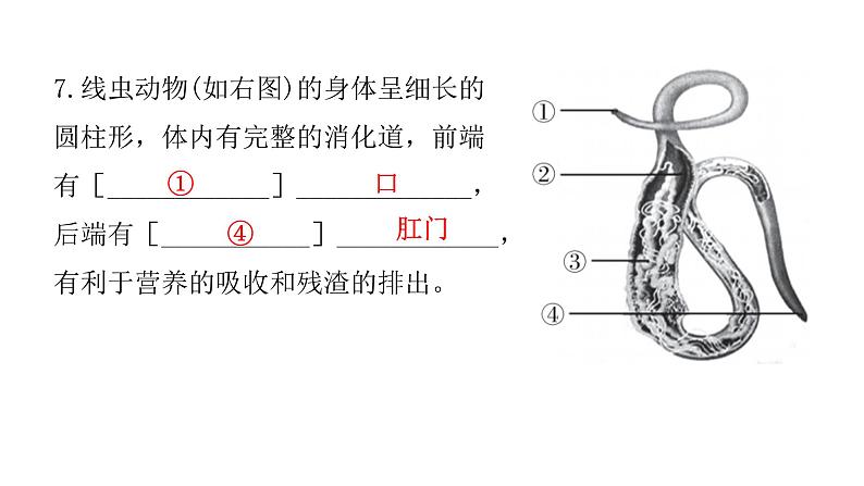 北师大版八年级生物下册第4节动物的主要类群第1课时无脊椎动物课件08