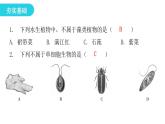 北师大版八年级生物下册第2节原生生物的主要类群课件