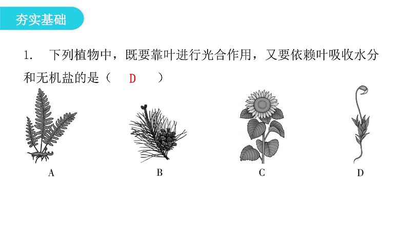 北师大版八年级生物下册第3节植物的主要类群课件03