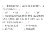 北师大版八年级生物下册第3节植物的主要类群课件
