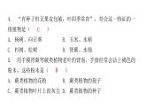 北师大版八年级生物下册第3节植物的主要类群课件